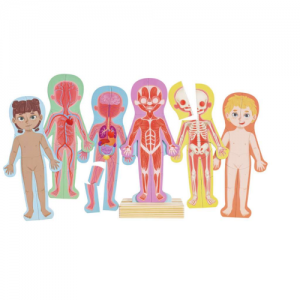 Puzzle magnetico del corpo umano
